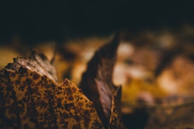 Close-up of intricate event details featuring gold accents and green dry leaves