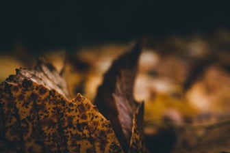 Close-up of intricate event details featuring gold accents and green dry leaves