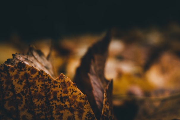 Close-up of yerba mate leaves drying naturally in the sun, capturing their rich green hues and textures.