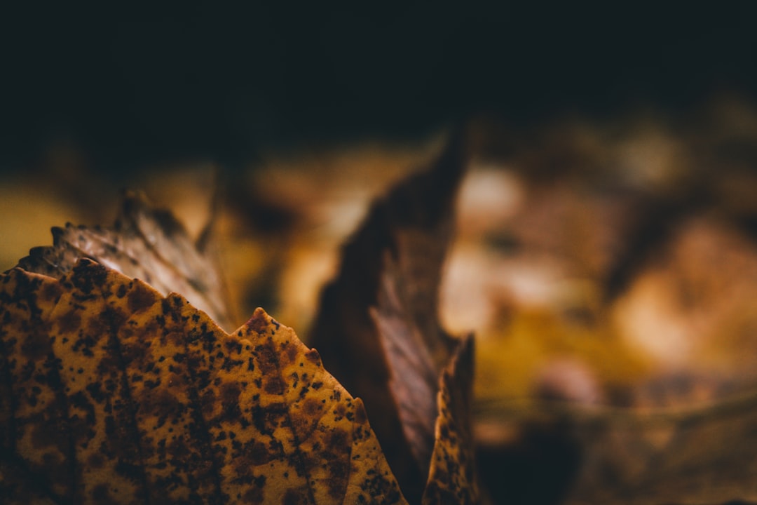 shallow focus photo of dried leaves