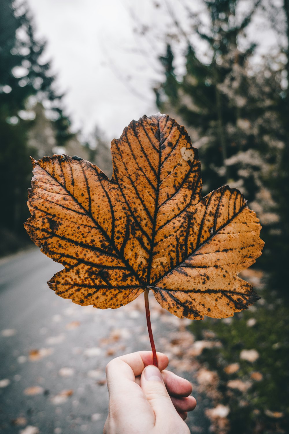 brown leaf