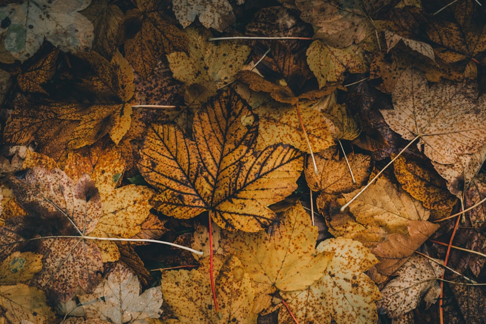 yellow leaves