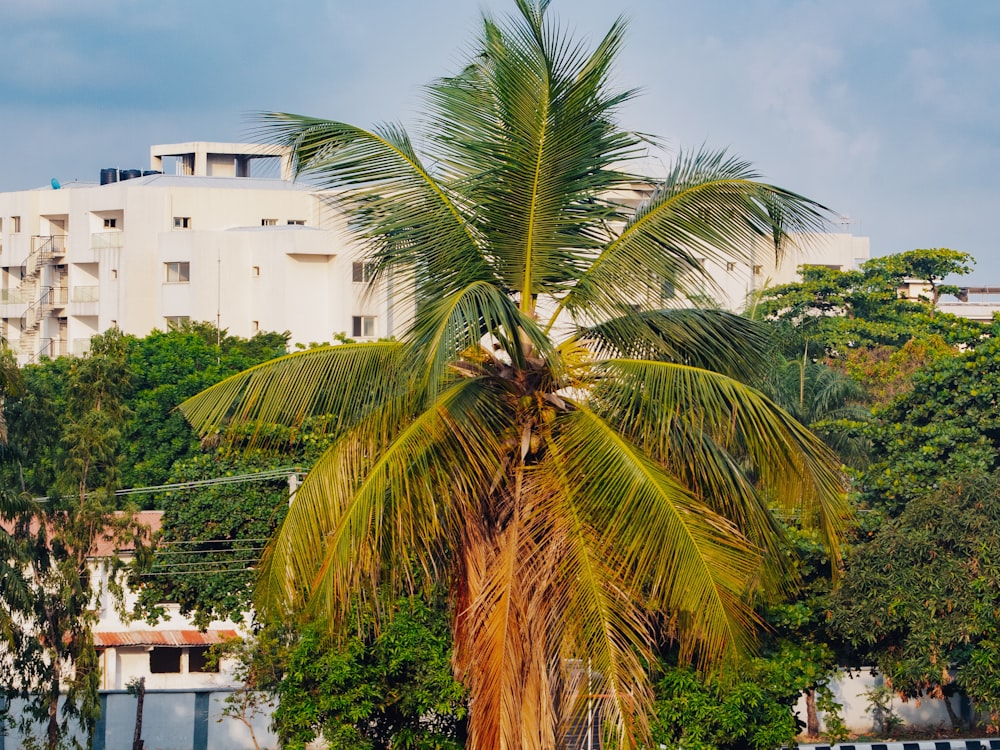 green coconut palm tree