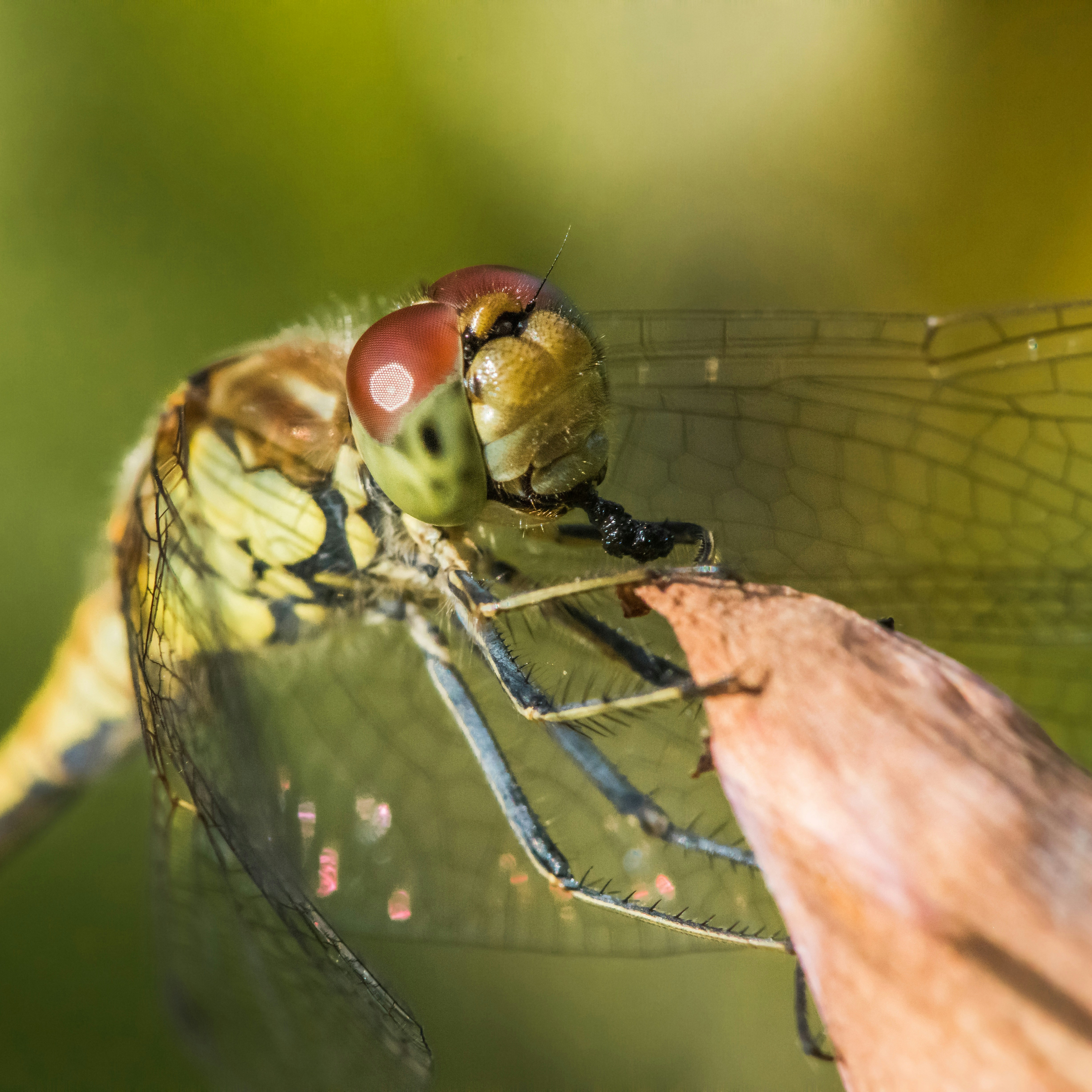 緑のトンボの写真 Unsplashで見つける無脊椎動物の無料写真