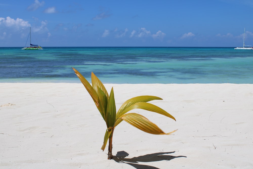 Plante de noix de coco verte au bord de la mer