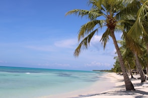 green coconut tree facing blue ocean