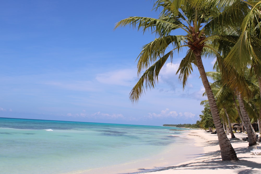 green coconut tree facing blue ocean