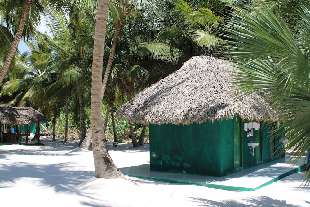 house surrounded by coconut trees