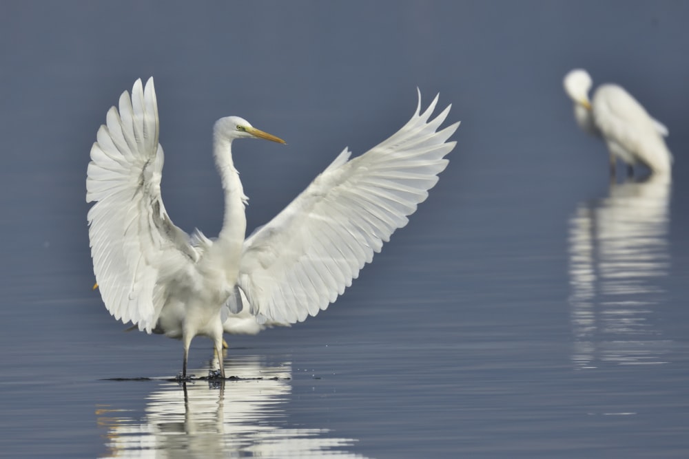 time-lapse photography of a white bird flapping its wings