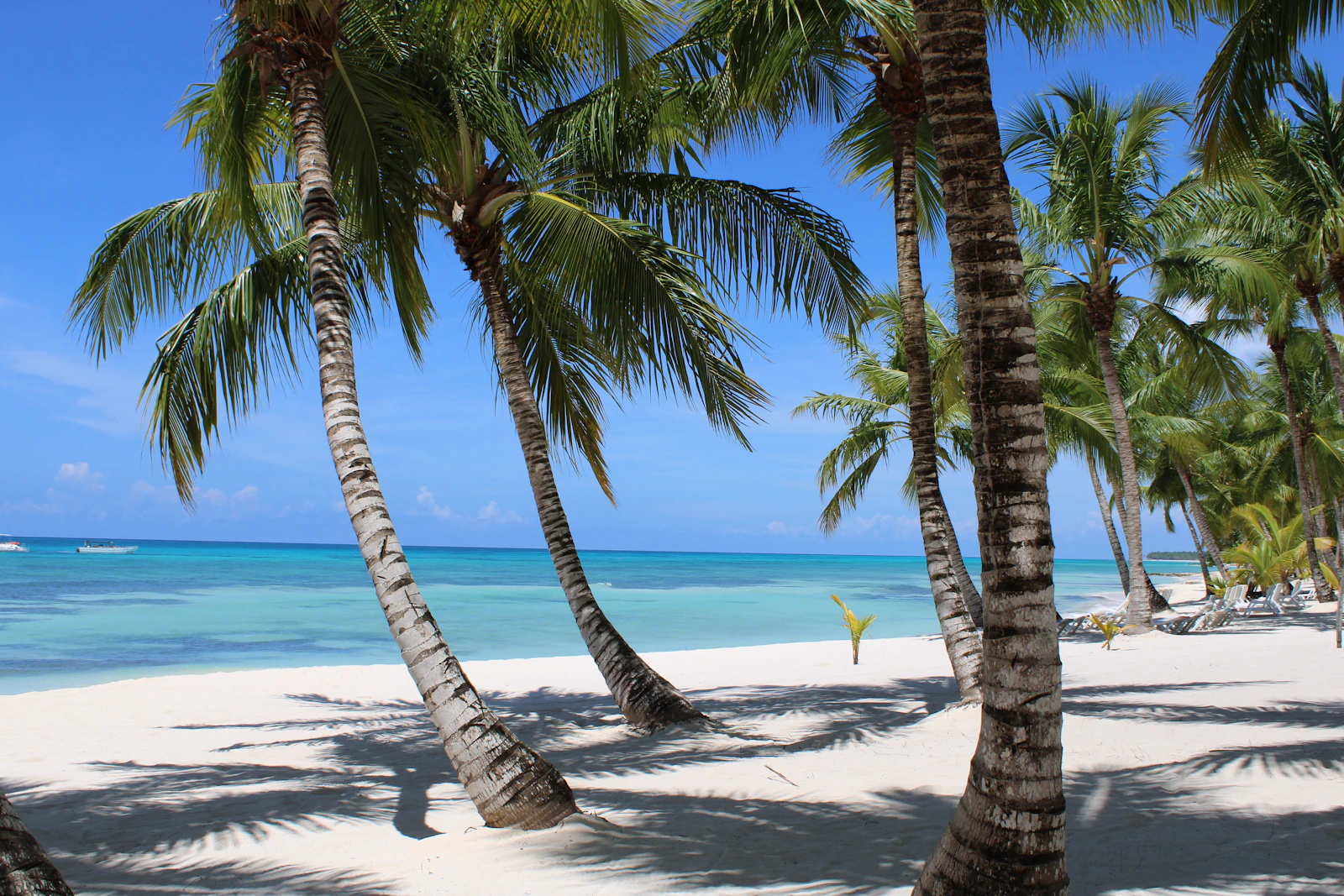Palm trees over a turquoise Dominican Republic beach