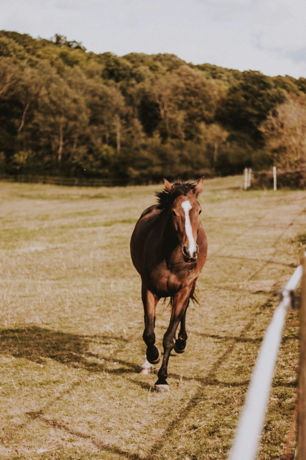 brown and white horse