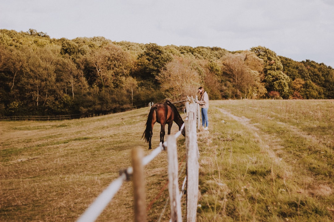 brown horse facing woman