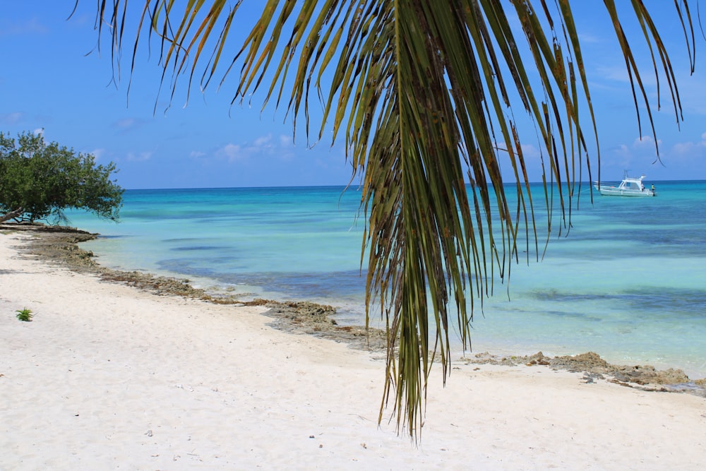 green coconut tree on seashore