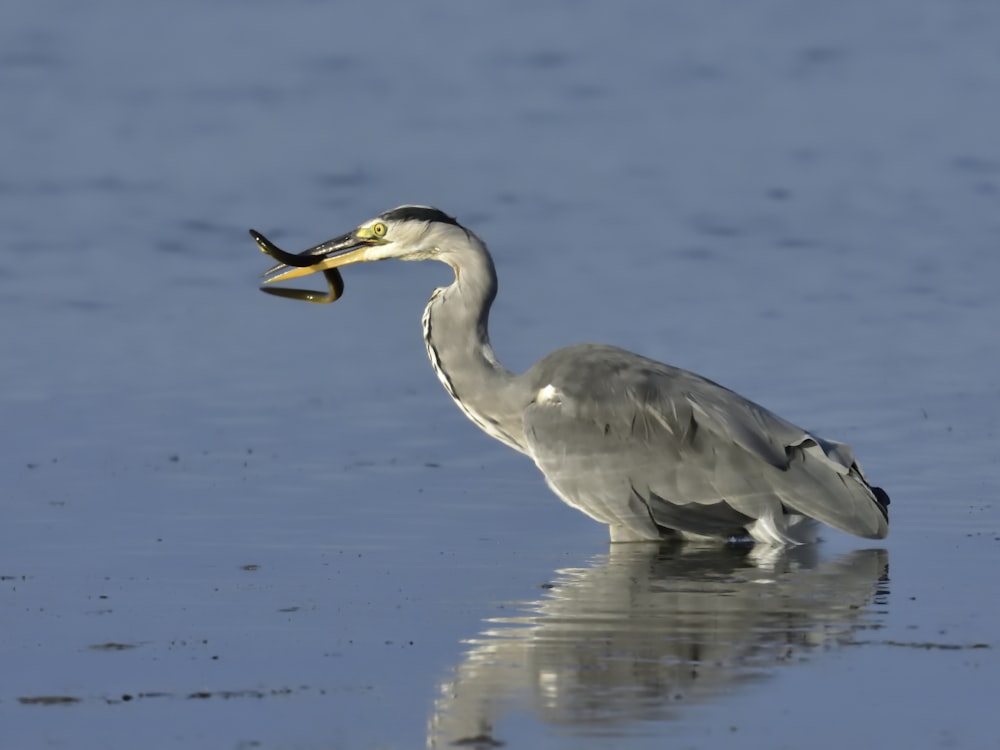 gray bird on body of water