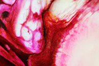 Abstract composition of interlacing gold and deep red shapes floating gently over a pale canvas.