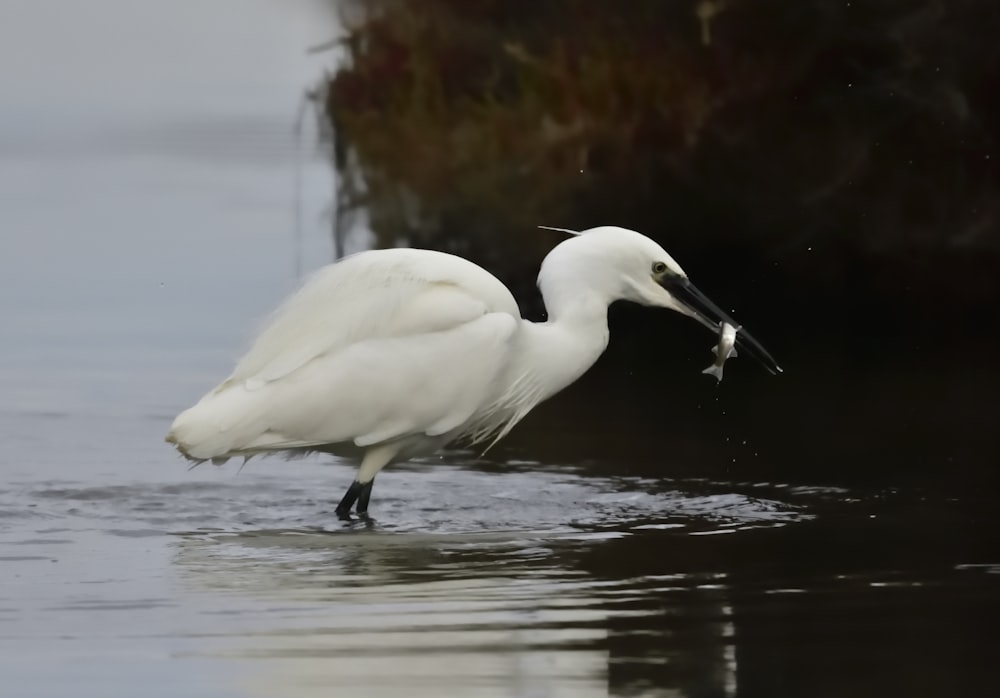 white bird in body of water