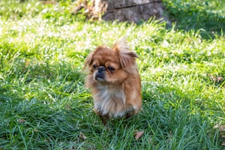 A small, brown long-haired dog stands on a lush green lawn, with tall grass surrounding it. A tree stump is visible in the background, creating a natural setting. The dog's fur is slightly tousled as it gazes forward with a focused expression.