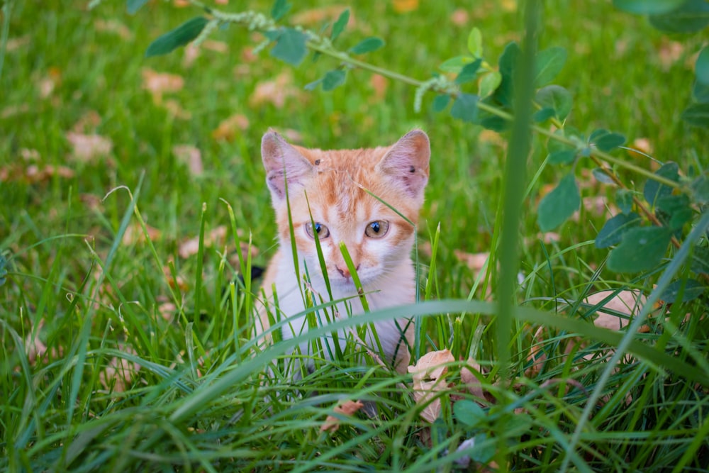 white and orange kitten on green grass