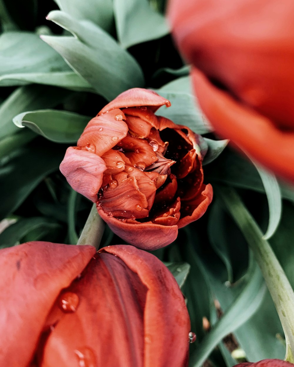 red-petaled flower