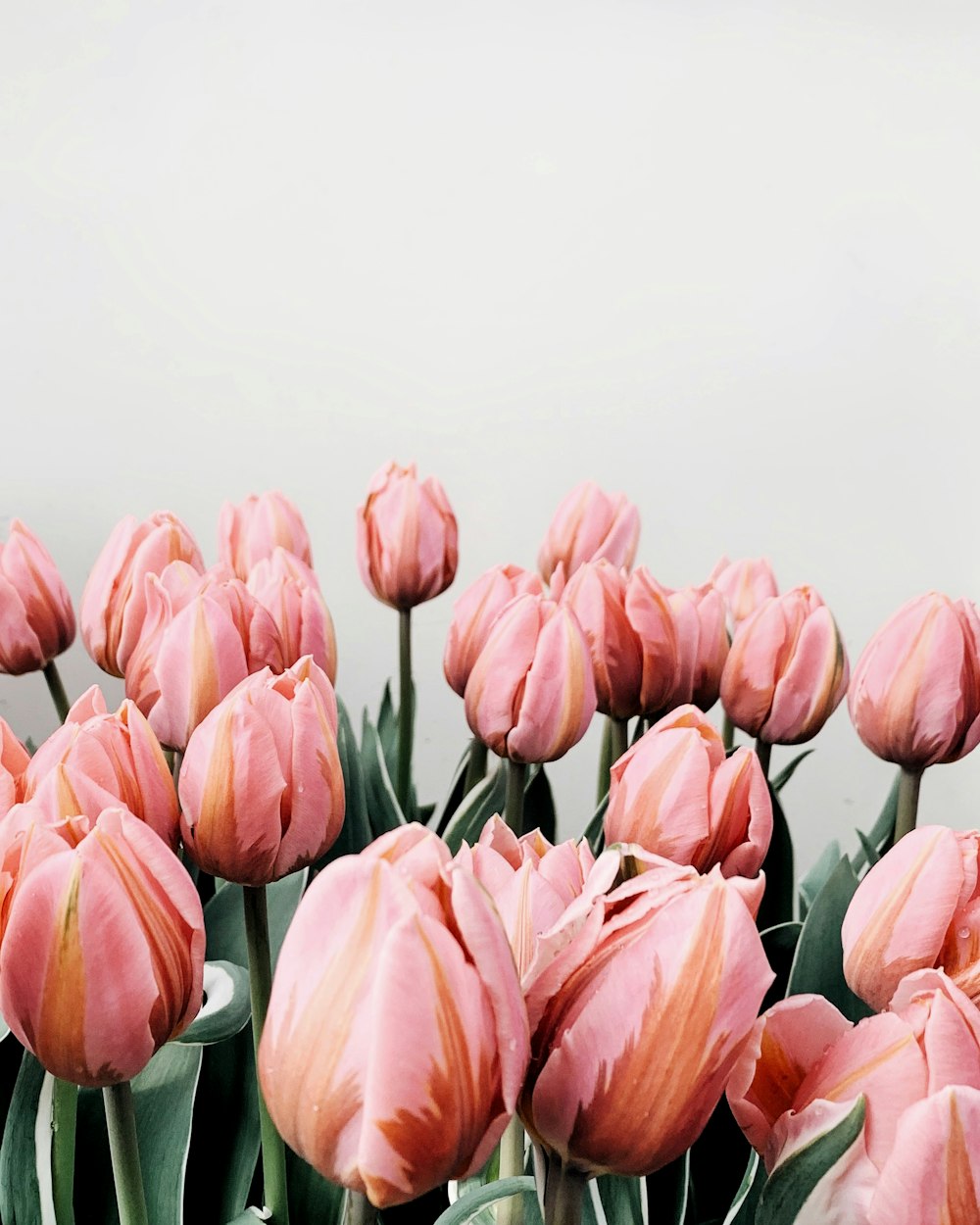 Foto mit flachem Fokus von rosa Blumen