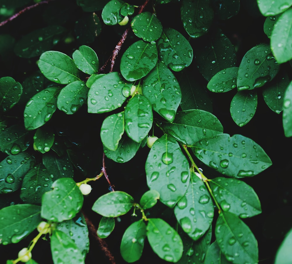 green-leafed plants