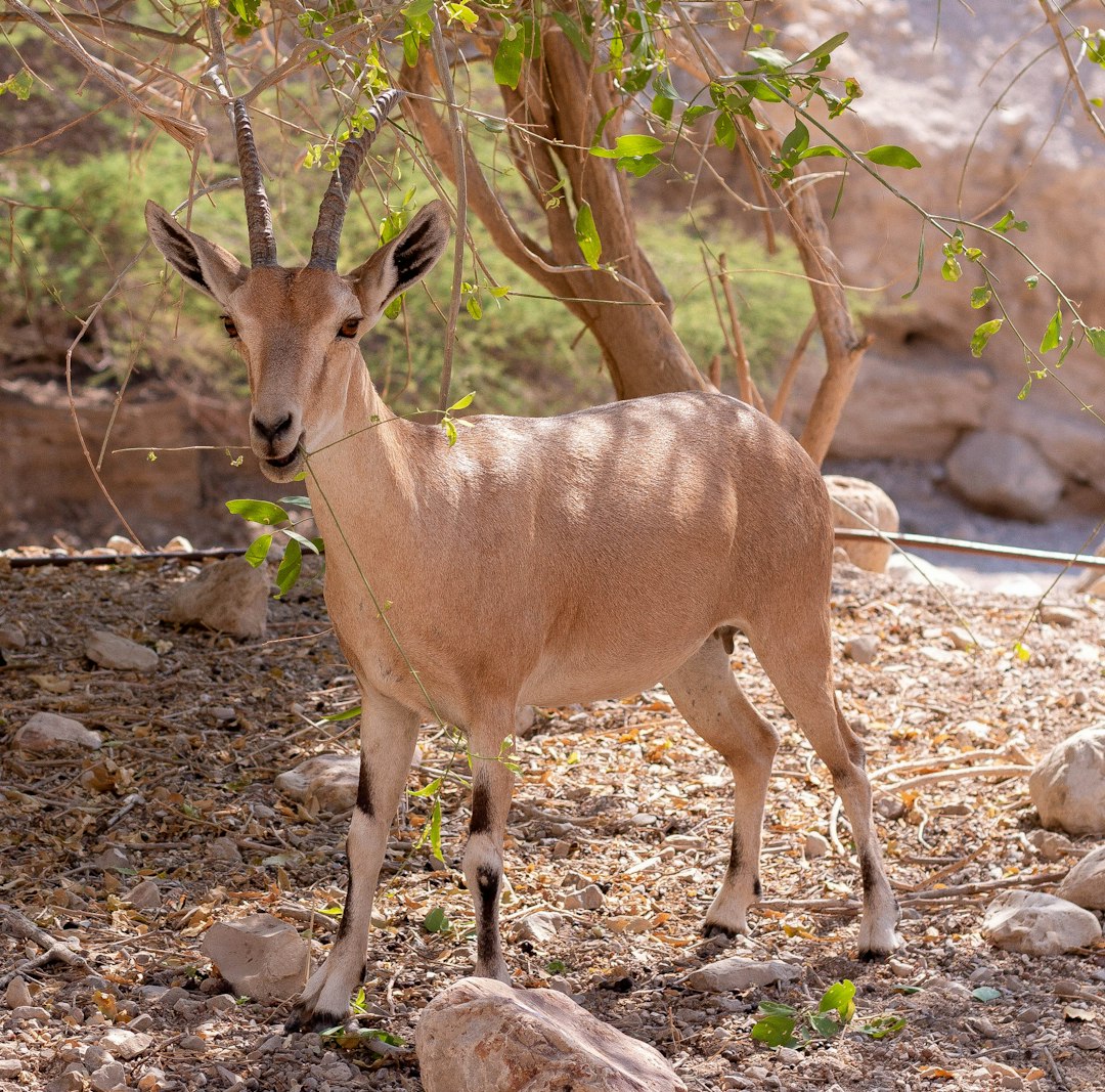 Wildlife photo spot Ein Gedi Yad HaShmona