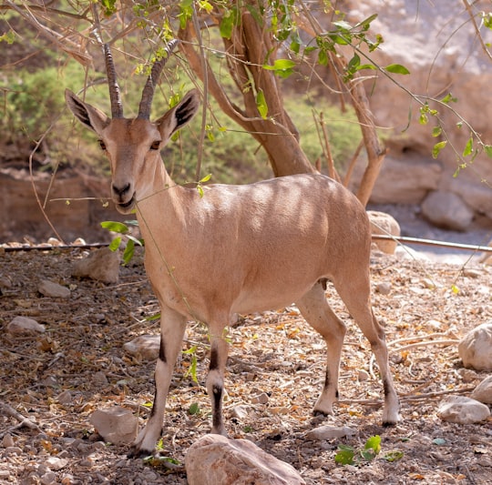 photo of Ein Gedi Wildlife near Masada National Park