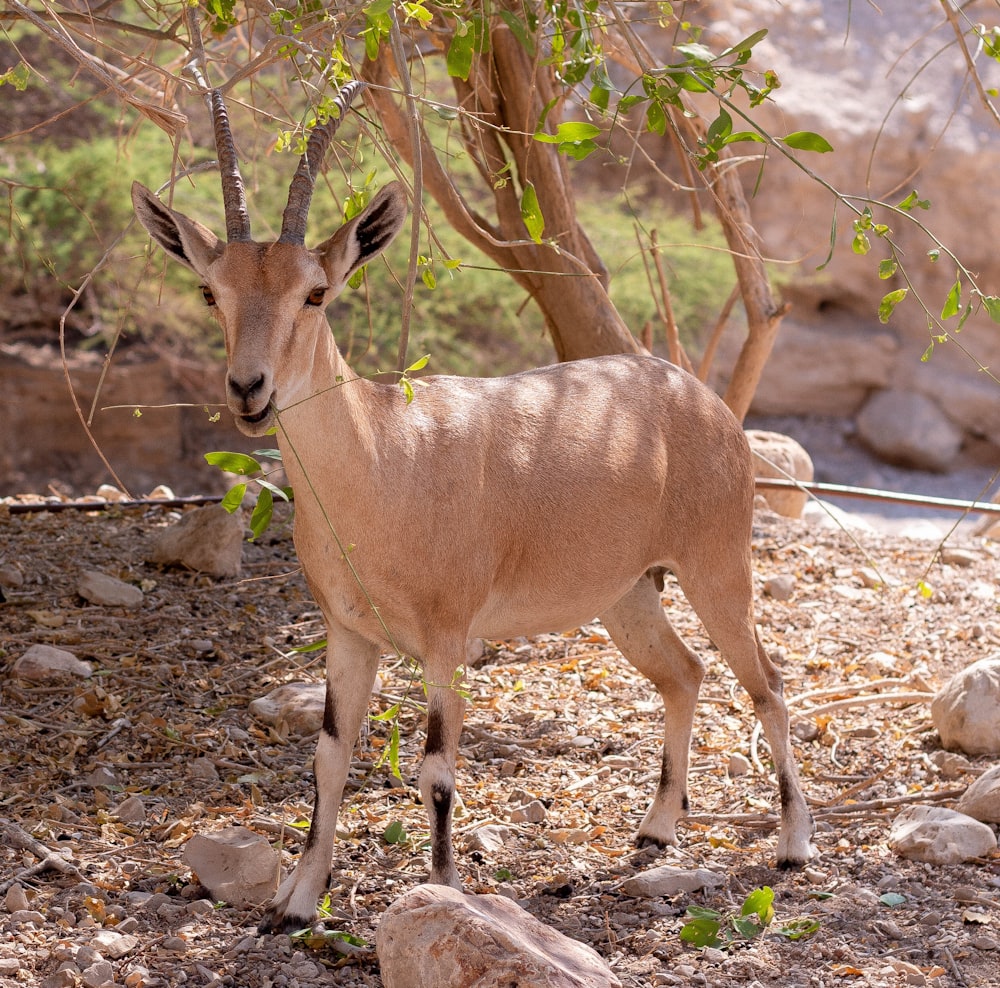 beige gazelle beside tree during day
