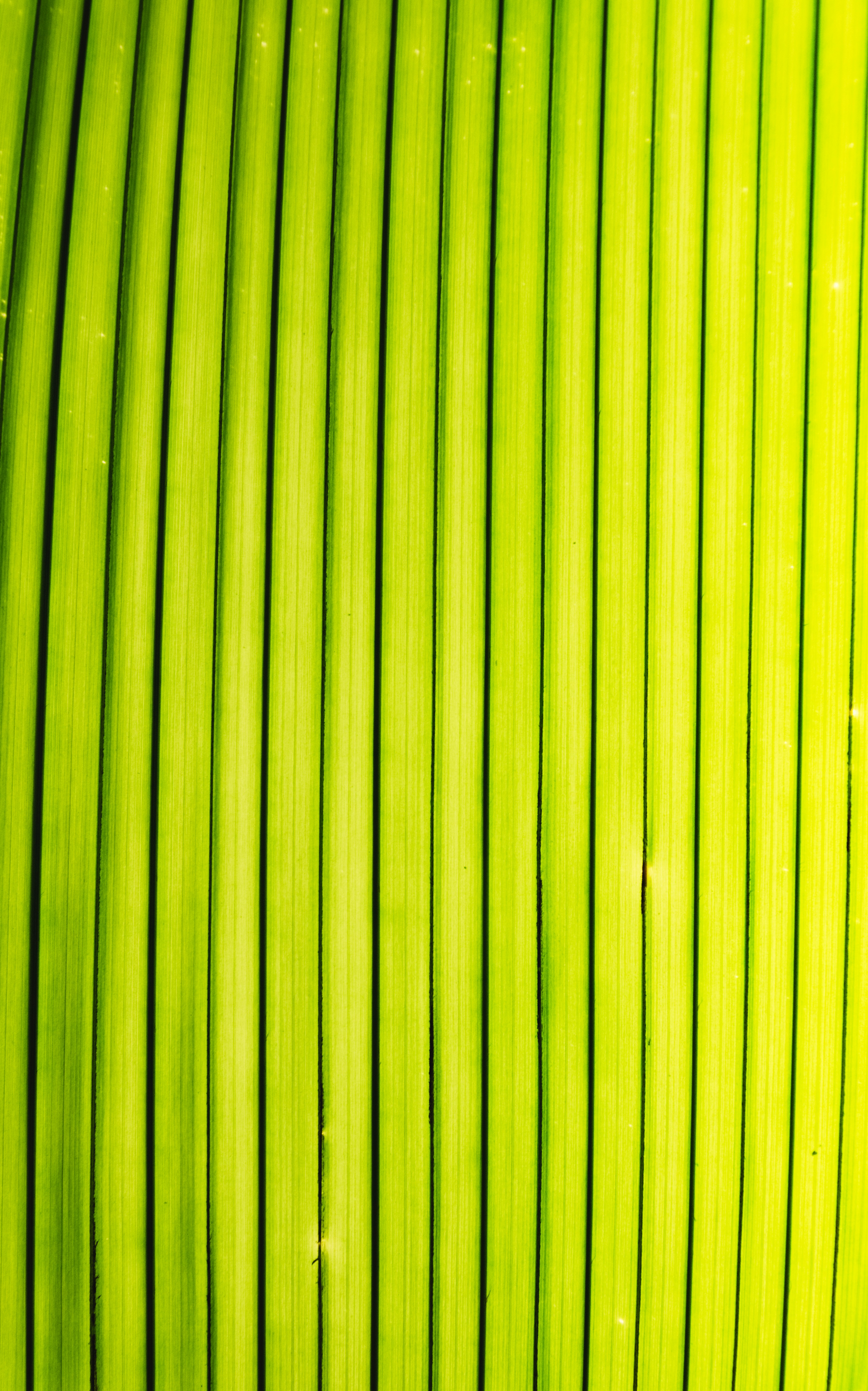 Lime Green Pictures | Download Free Images on Unsplash