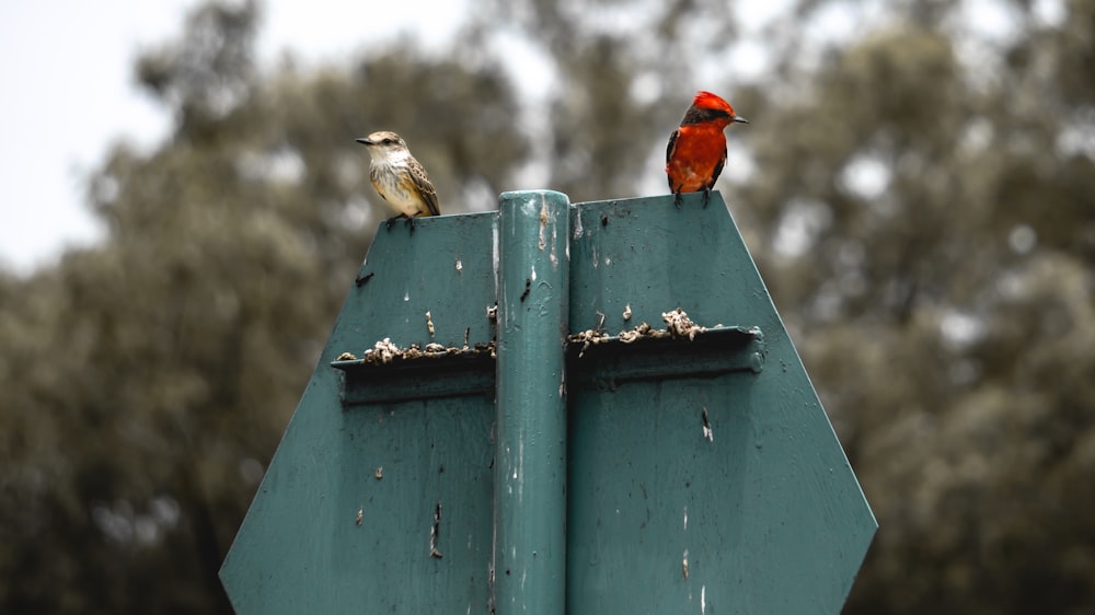two red and white birds on signboard