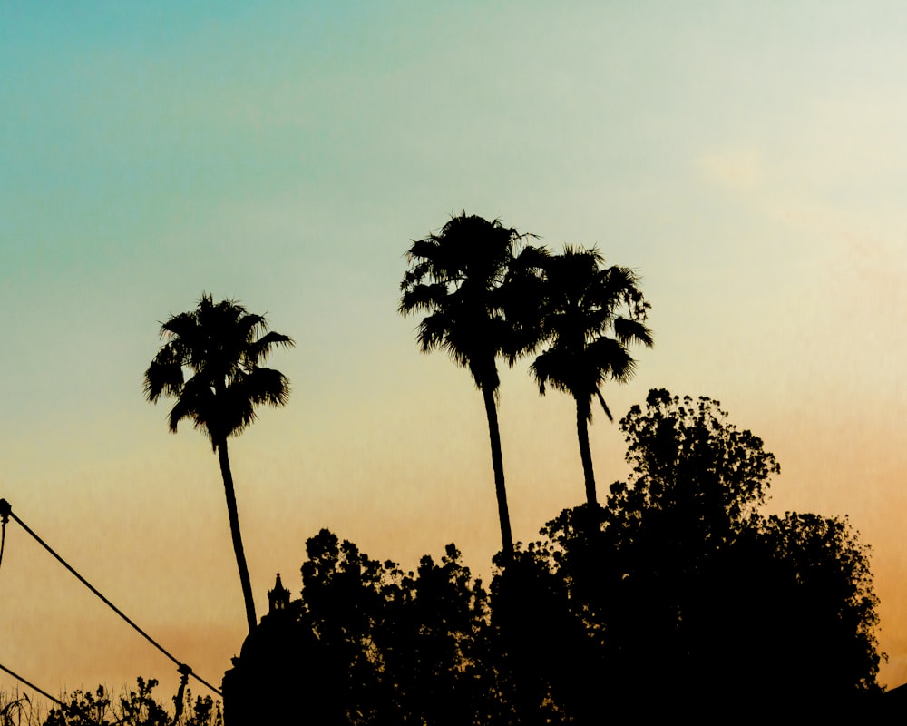 silhouette of trees