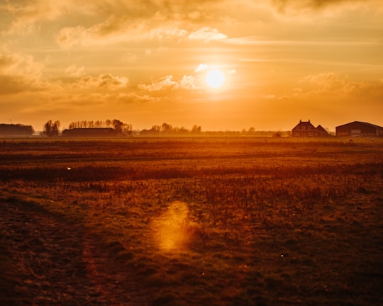 grass field under golden hour in Dordrecht Netherlands