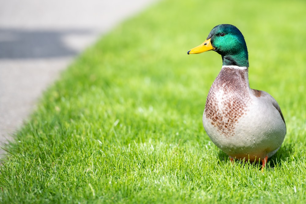 white and green mallard duck