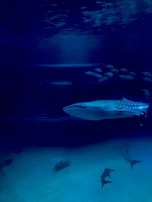 A serene underwater shot of a whale swimming gracefully.
