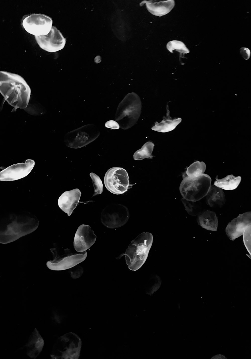 bunch of jellyfish