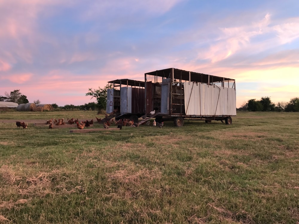 two wheeled chicken coops