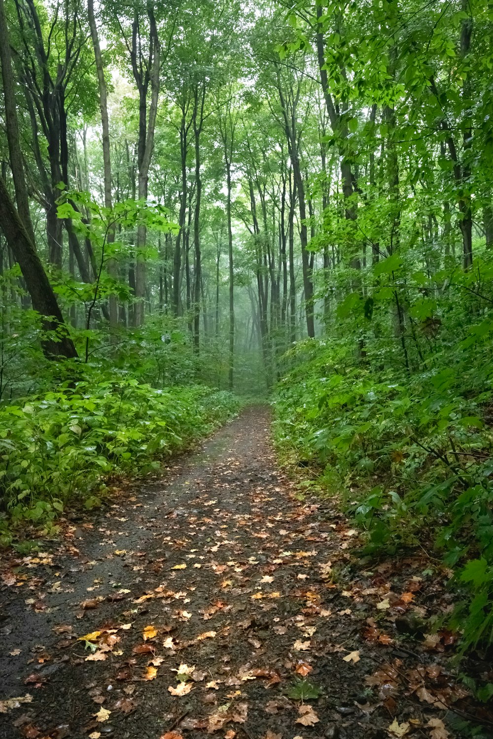 green-leafed plants