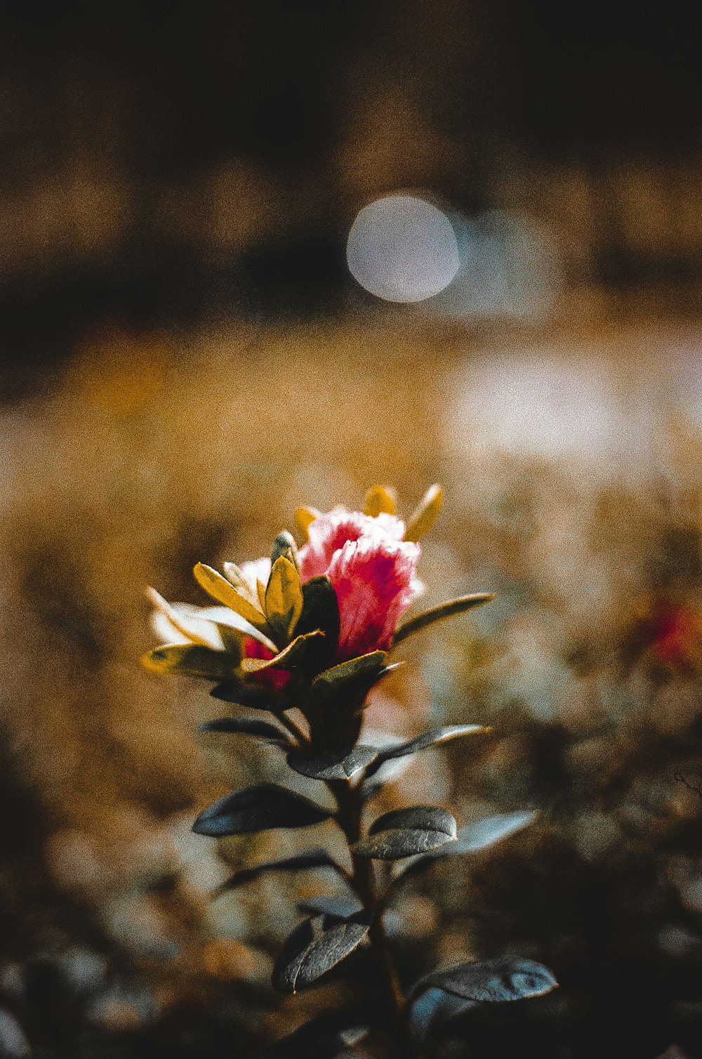 Fotografía macro de flor de pétalos rosas