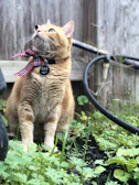 A fluffy cat posing elegantly with a pink bow tie collar in a sunny garden.
