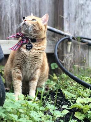 A fluffy cat posing elegantly with a pink bow tie collar in a sunny garden.