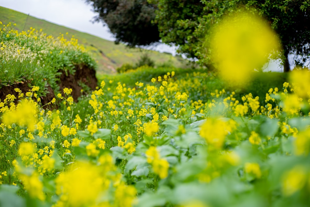 yellow flower field with green leaf