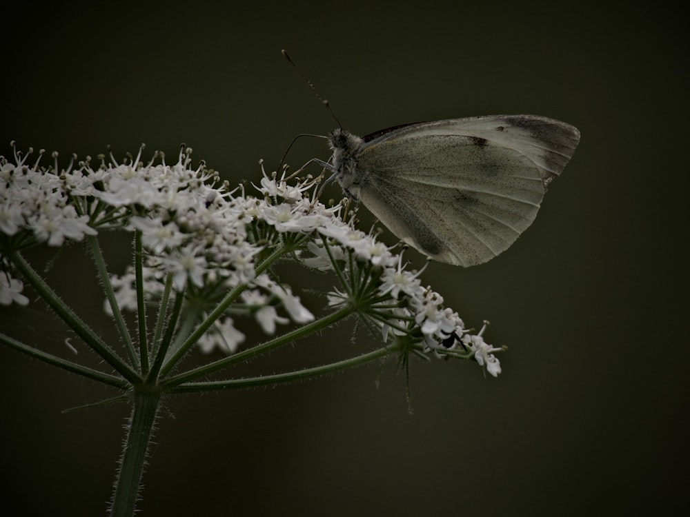 butterfly on flower