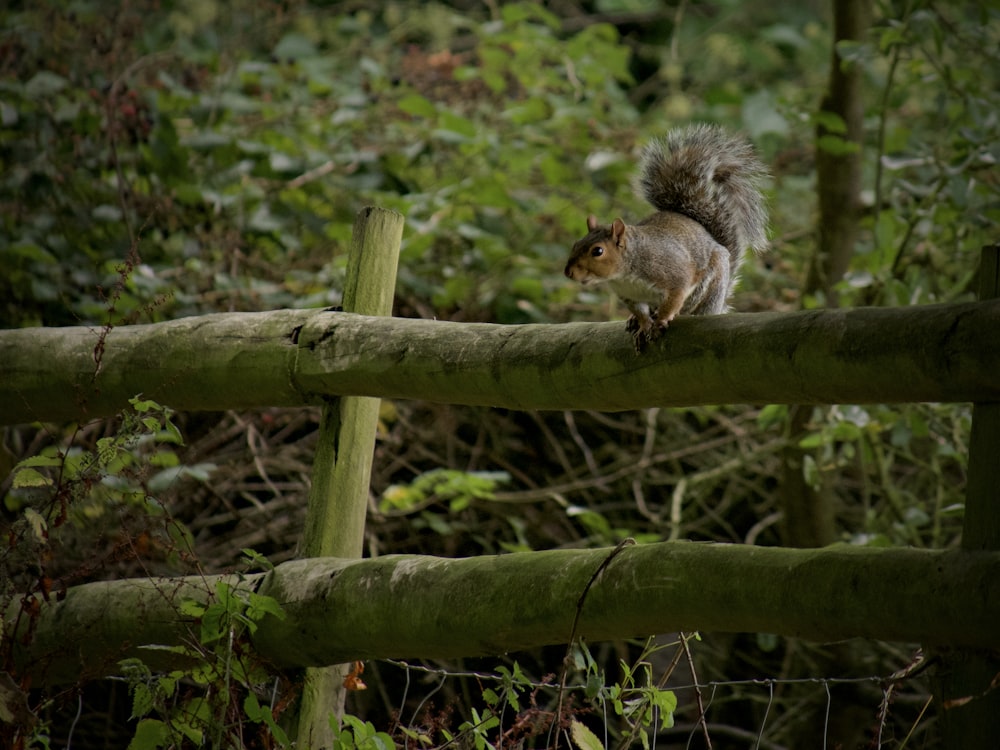 close-up photography of squirrel perching on fence