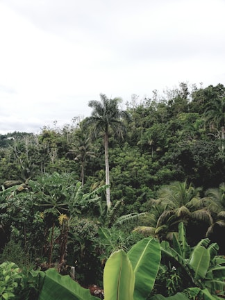 A lush green tropical forest with a variety of dense foliage and tall palm trees. The scene encapsulates the natural beauty and vitality of a jungle environment, with different layers of greenery encompassing the landscape under a cloudy sky.