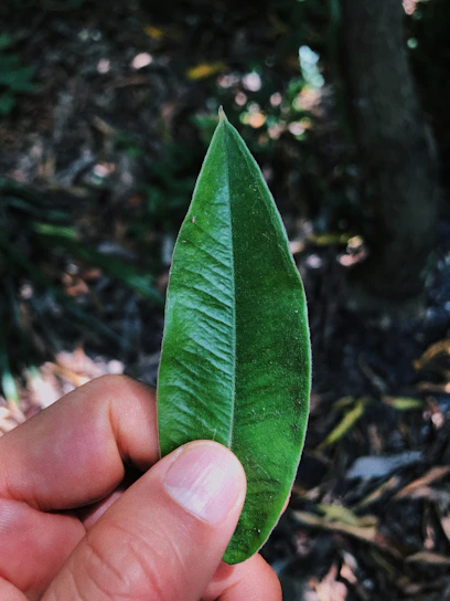 A close-up of a hand holding a vibrant green leaf against a backdrop of soft, natural fabrics.