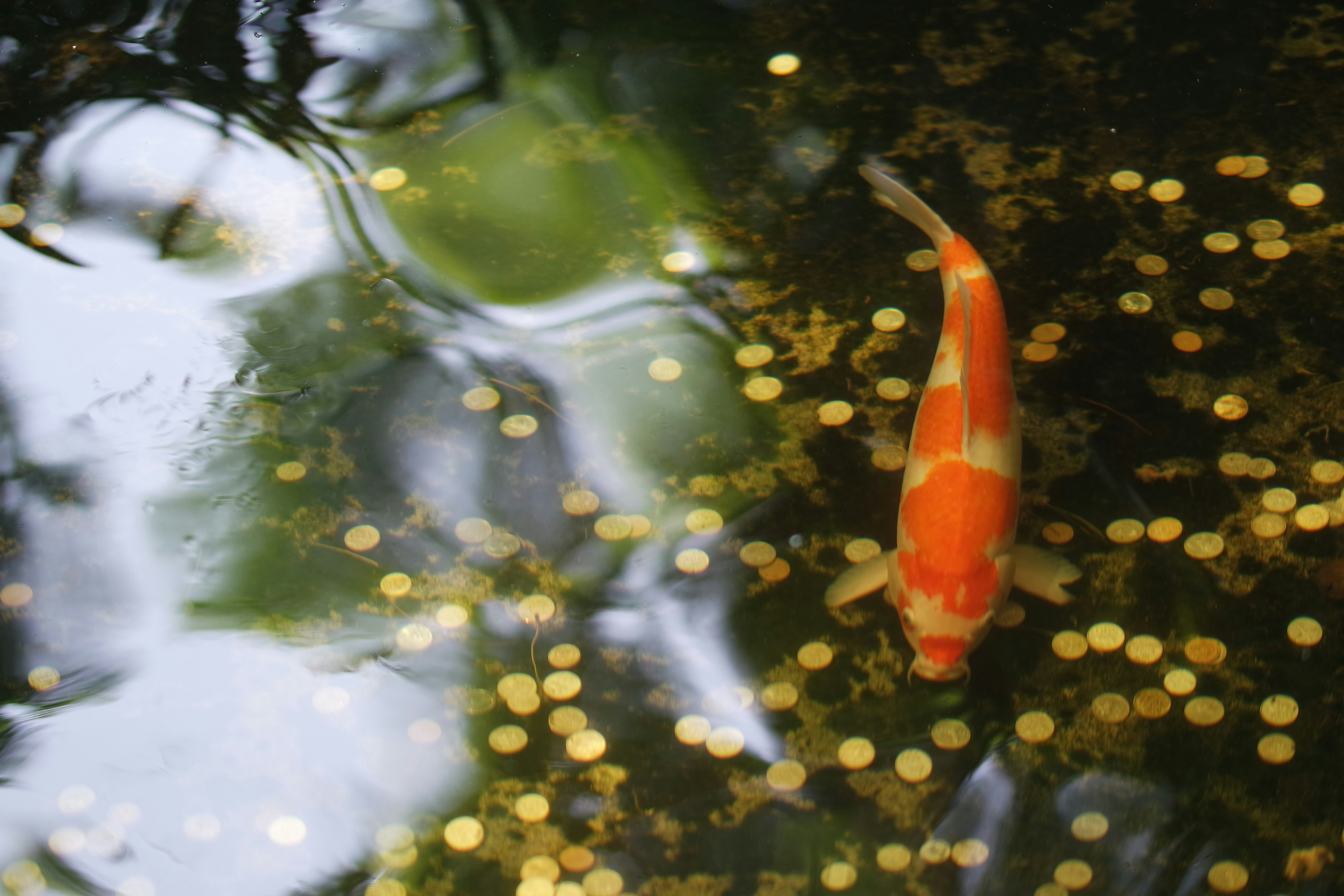 Ikan Koi Adalah Salah Satu Jenis Ikan Jinak