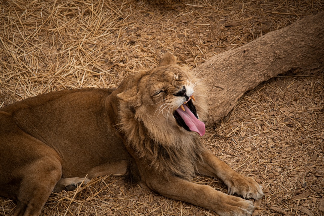 brown lion