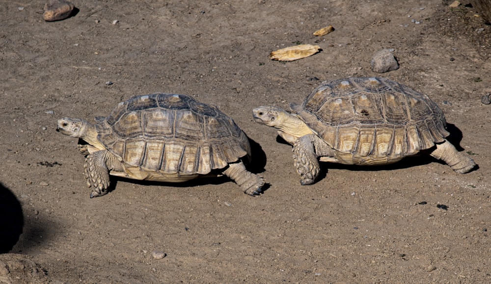 two brown turtles on shore