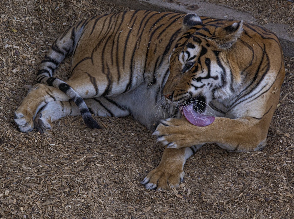 brown and black tiger