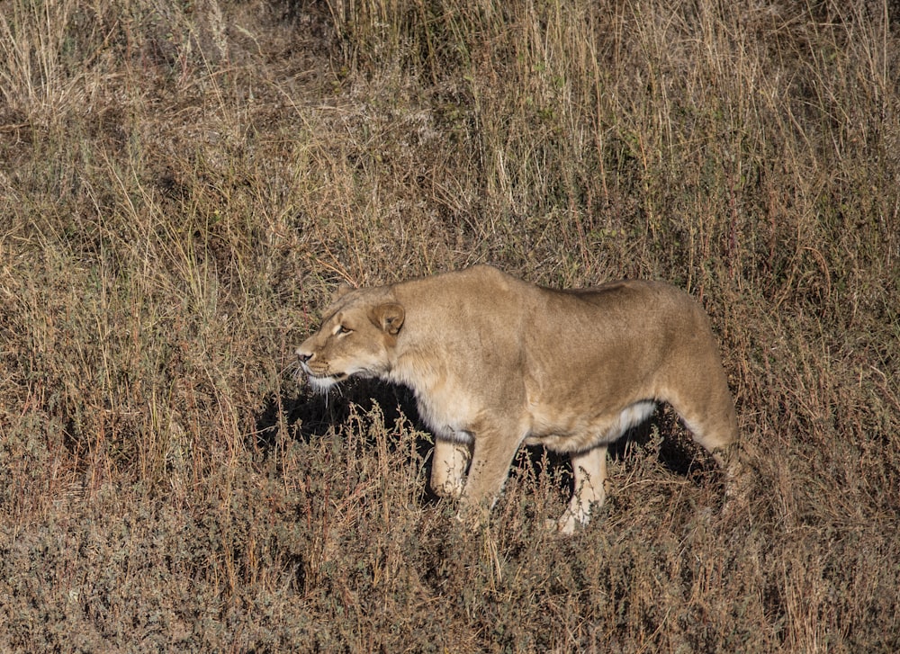 close-up photography of lioness walking on grass